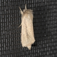 Bathytricha truncata (Sugarcane Stem Borer, Maned Moth) at Higgins, ACT - 28 Jan 2022 by AlisonMilton