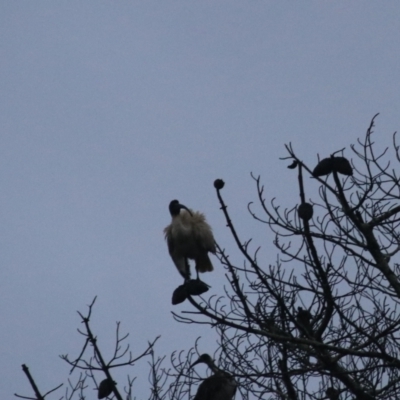 Threskiornis molucca (Australian White Ibis) at Goulburn, NSW - 29 Jan 2022 by Rixon