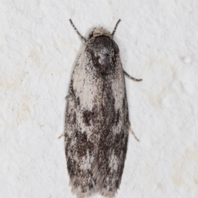 Phylomictis maligna (A Stenomatinae moth) at Melba, ACT - 10 Nov 2021 by kasiaaus