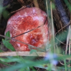 Russula sp. (genus) (Russula) at Goulburn, NSW - 29 Jan 2022 by Rixon