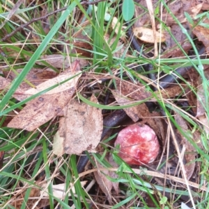 Russula sp. (genus) at Goulburn, NSW - 29 Jan 2022