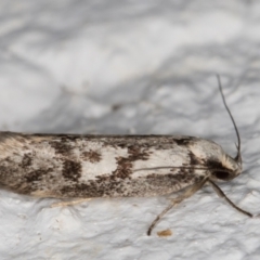 Eusemocosma pruinosa (Philobota Group Concealer Moth) at Melba, ACT - 10 Nov 2021 by kasiaaus