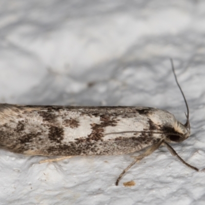 Eusemocosma pruinosa (Philobota Group Concealer Moth) at Melba, ACT - 10 Nov 2021 by kasiaaus
