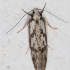 Eusemocosma pruinosa at Melba, ACT - 10 Nov 2021