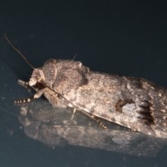 Thoracolopha verecunda (A Noctuid moth (Acronictinae)) at Melba, ACT - 10 Nov 2021 by kasiaaus