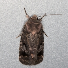 Thoracolopha verecunda at Melba, ACT - 10 Nov 2021