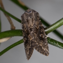 Dasygaster padockina (Tasmanian Cutworm) at Melba, ACT - 10 Nov 2021 by kasiaaus