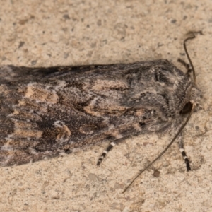 Dasygaster padockina at Melba, ACT - 10 Nov 2021 11:11 PM