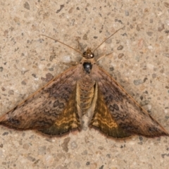 Chrysolarentia mecynata at Melba, ACT - 10 Nov 2021 11:13 PM