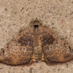 Chrysolarentia mecynata at Melba, ACT - 10 Nov 2021 11:13 PM