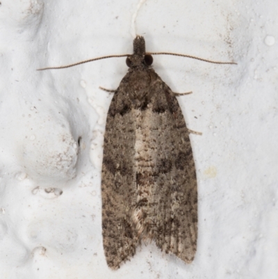 Rupicolana orthias (A tortrix or leafroller moth) at Melba, ACT - 10 Nov 2021 by kasiaaus