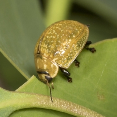 Paropsisterna cloelia (Eucalyptus variegated beetle) at Hawker, ACT - 26 Jan 2022 by AlisonMilton