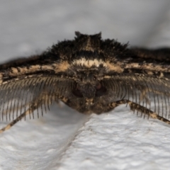 Pholodes sinistraria at Melba, ACT - 10 Nov 2021 11:17 PM