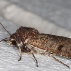 Thoracolopha (genus) at Melba, ACT - 10 Nov 2021