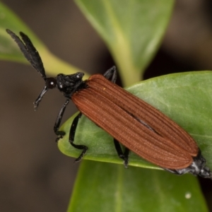 Porrostoma rhipidium at Melba, ACT - 10 Nov 2021