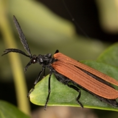 Porrostoma rhipidium at Melba, ACT - 10 Nov 2021