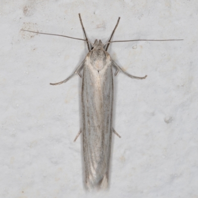 Philobota productella (Pasture Tunnel Moth) at Melba, ACT - 11 Nov 2021 by kasiaaus