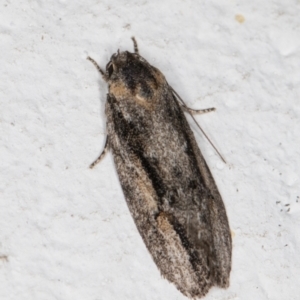 Agriophara leptosemela at Melba, ACT - 11 Nov 2021