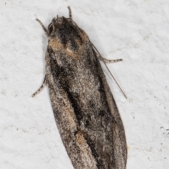 Agriophara leptosemela at Melba, ACT - 11 Nov 2021