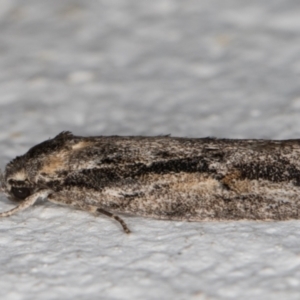 Agriophara leptosemela at Melba, ACT - 11 Nov 2021