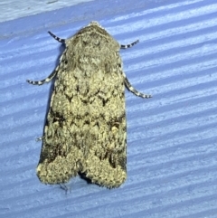 Proteuxoa capularis (Half-moon Noctuid) at Numeralla, NSW - 29 Jan 2022 by Steve_Bok