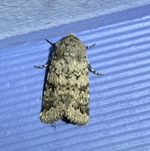 Proteuxoa capularis at Numeralla, NSW - 29 Jan 2022