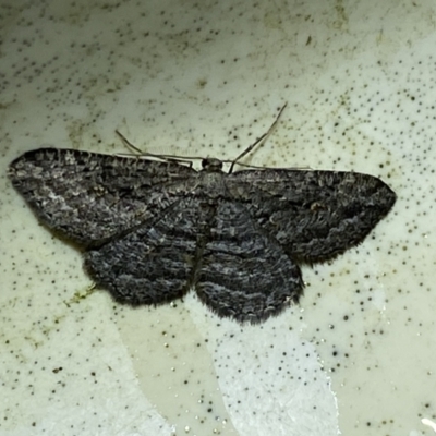 Psilosticha absorpta (Fine-waved Bark Moth) at Numeralla, NSW - 29 Jan 2022 by SteveBorkowskis