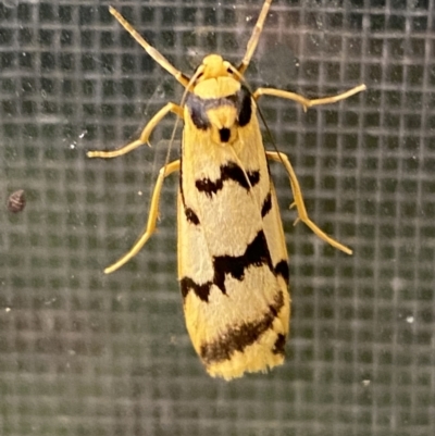 Tigrioides alterna (Alternating Footman) at Numeralla, NSW - 29 Jan 2022 by Steve_Bok