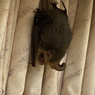 Nyctophilus sp. (genus) (A long-eared bat) at Numeralla, NSW - 29 Jan 2022 by SteveBorkowskis