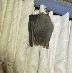 Nyctophilus sp. (genus) at Numeralla, NSW - suppressed