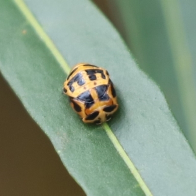 Harmonia conformis (Common Spotted Ladybird) at Cook, ACT - 9 Dec 2021 by Tammy