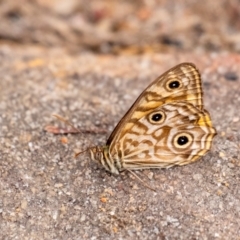 Geitoneura acantha (Ringed Xenica) at Bundanoon, NSW - 26 Jan 2022 by Aussiegall