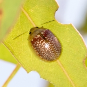 Paropsisterna decolorata at Hawker, ACT - 27 Jan 2022 12:10 PM