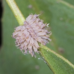 Paropsis atomaria (Eucalyptus leaf beetle) at Scullin, ACT - 26 Jan 2022 by AlisonMilton