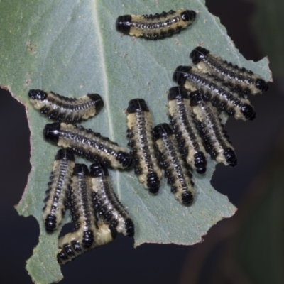 Paropsis atomaria (Eucalyptus leaf beetle) at Scullin, ACT - 26 Jan 2022 by AlisonMilton