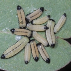 Paropsisterna cloelia (Eucalyptus variegated beetle) at Scullin, ACT - 26 Jan 2022 by AlisonMilton