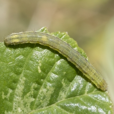 Heliothinae (subfamily) (Budworm) at Hawker, ACT - 27 Jan 2022 by AlisonMilton