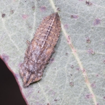 Ledrinae (subfamily) (A Flat-headed Leafhopper) at Scullin, ACT - 26 Jan 2022 by AlisonMilton