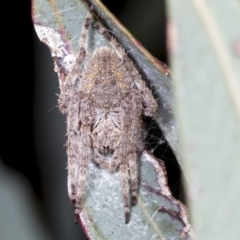 Araneinae (subfamily) (Orb weaver) at Hawker, ACT - 26 Jan 2022 by AlisonMilton