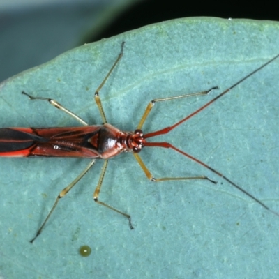 Rayieria acaciae (Acacia-spotting bug) at Ainslie, ACT - 29 Jan 2022 by jb2602