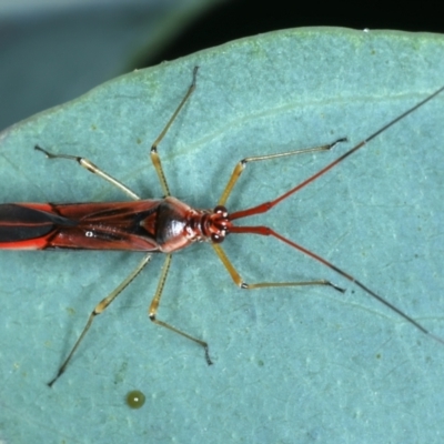 Rayieria acaciae (Acacia-spotting bug) at Ainslie, ACT - 29 Jan 2022 by jbromilow50