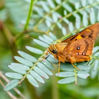 Trapezites symmomus (Splendid Ochre) at Bundanoon, NSW - 25 Jan 2022 by Aussiegall