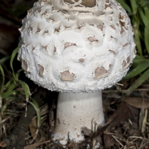 Chlorophyllum sp. at Hawker, ACT - 26 Jan 2022