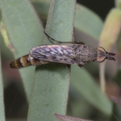 Neodialineura striatithorax at Hawker, ACT - 26 Jan 2022