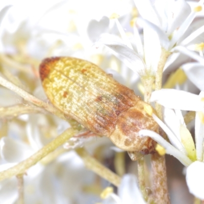 Castiarina testacea (A eucalyptus bud mimic jewel beetle) at Kambah, ACT - 28 Jan 2022 by Harrisi