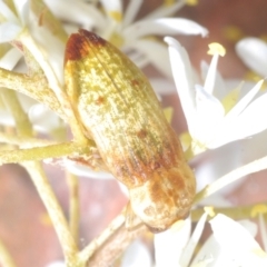 Castiarina testacea at Kambah, ACT - 28 Jan 2022