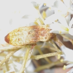 Castiarina testacea at Kambah, ACT - 28 Jan 2022