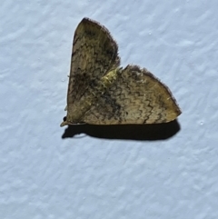 Chrysolarentia mecynata at Numeralla, NSW - 30 Jan 2022