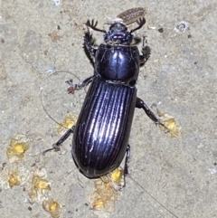 Aulacocyclus edentulus (Passalid beetle) at Numeralla, NSW - 30 Jan 2022 by SteveBorkowskis