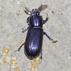 Aulacocyclus edentulus at Numeralla, NSW - 30 Jan 2022